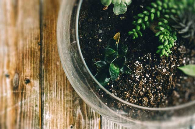 Garden planter of succulents with white Perlite visible in the soil