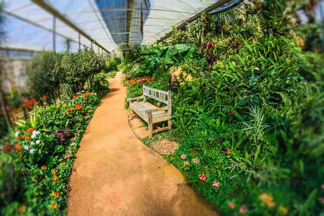 Greenhouse with a dirt path and bench in the foreground surrounded by plants