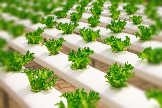 Rows and rows of lettuce growing in white elevated hydroponic environment