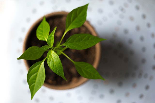 Small terracotta pot with a small green plant starting