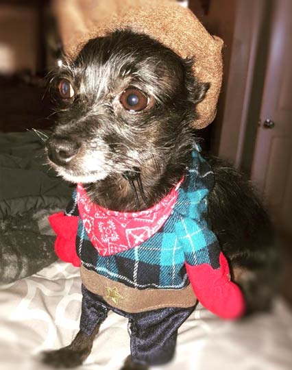 Bella, Customer Service of Aztec Perlite Company, Inc., cute black and gray chihuahua dressed in cowboy clothes