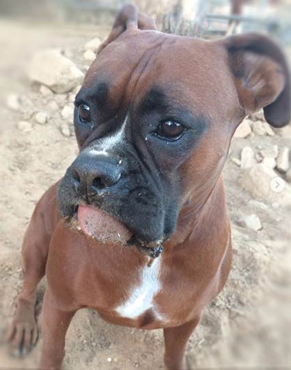 Rowdy, Security for Aztec Perlite Company, Inc., cute Boxer with tongue hanging out